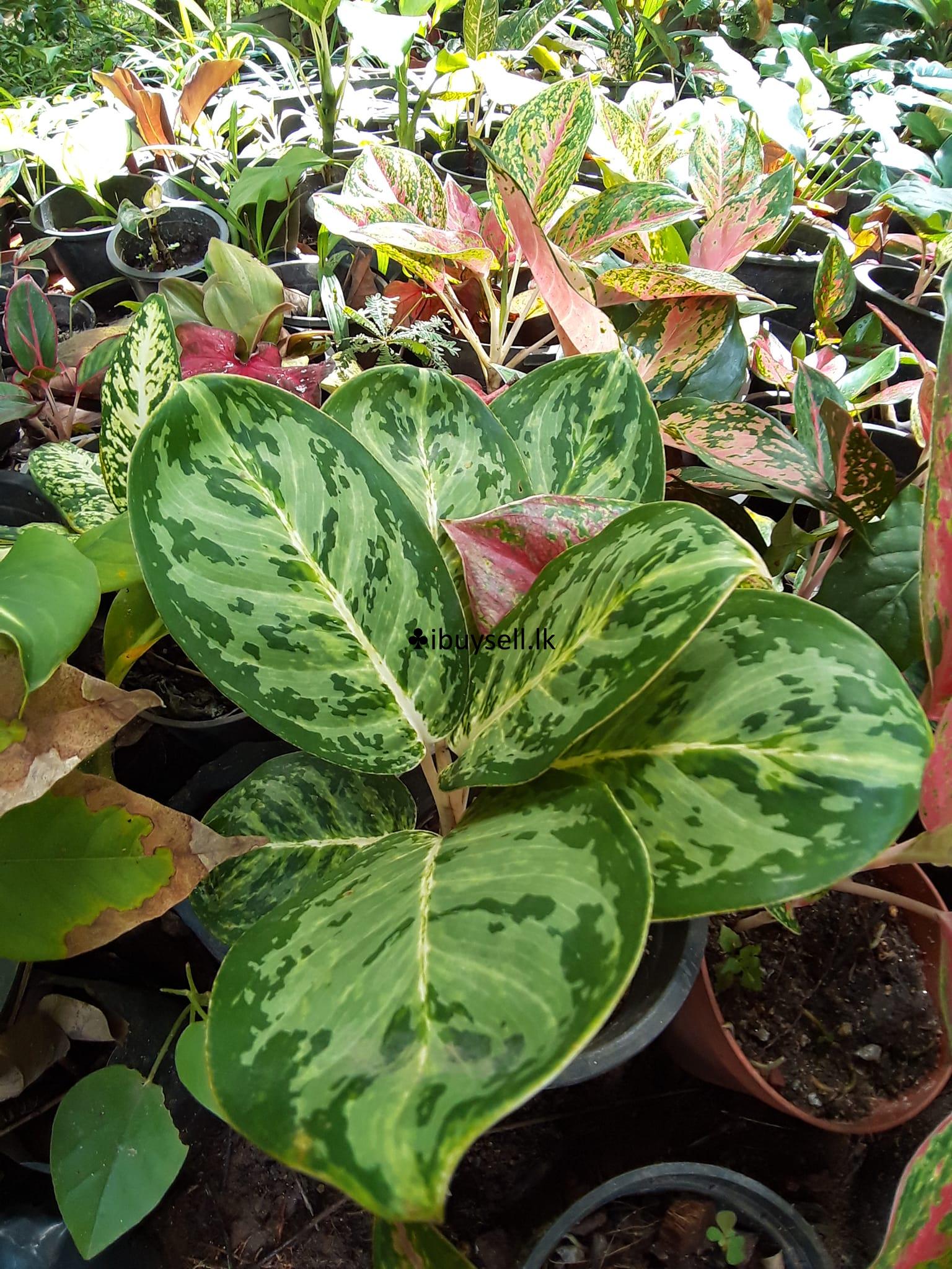 Plant Aglonima For Sale!