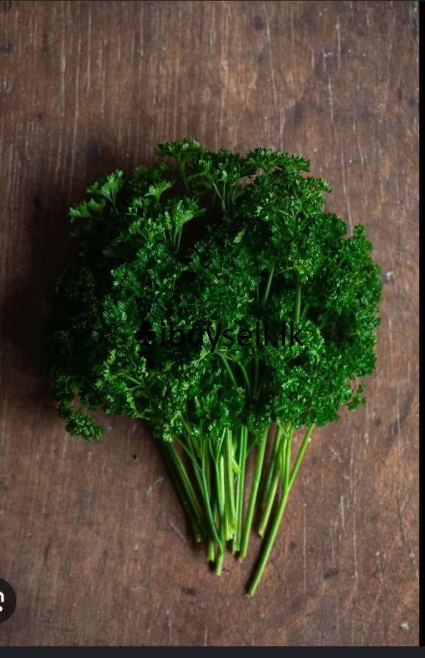 Plant paslies For Sale!