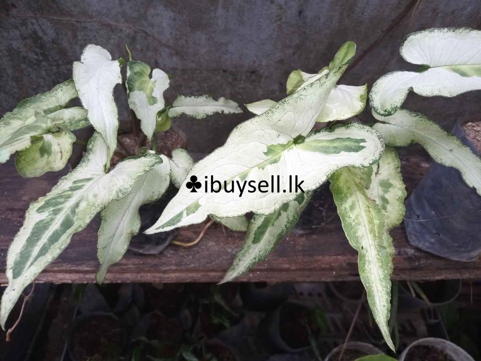 Sengoniyam Vericated for Sale!