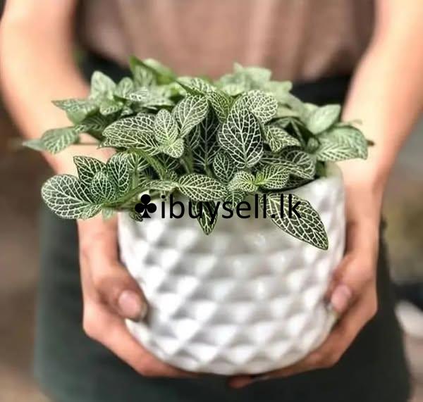 Plants for sale in Ragama