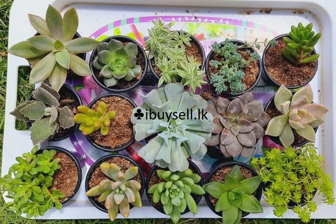 Cerculant Plants for Sale!