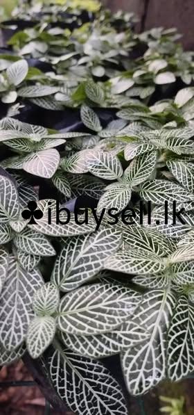 Plants for sale in Ragama