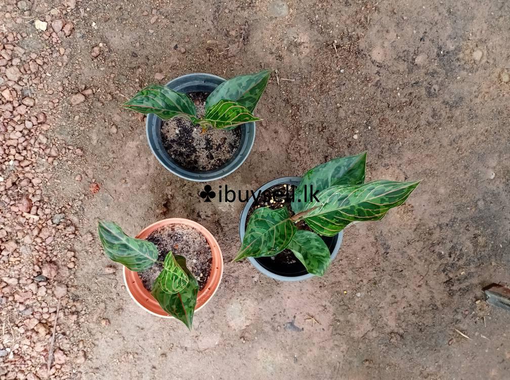 Aglonima red army for sale -Colombo