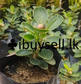 481079208_1700367544213835_5139812824133970934_n