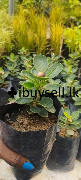 Pethi Nuga Plants for Sale!