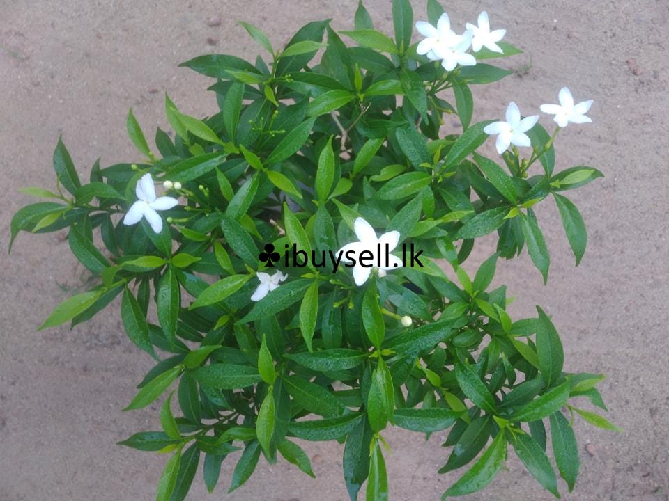 Iwata (Dwaif)For sale