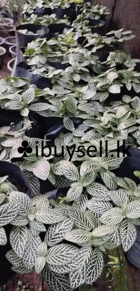 Plants for sale in Ragama