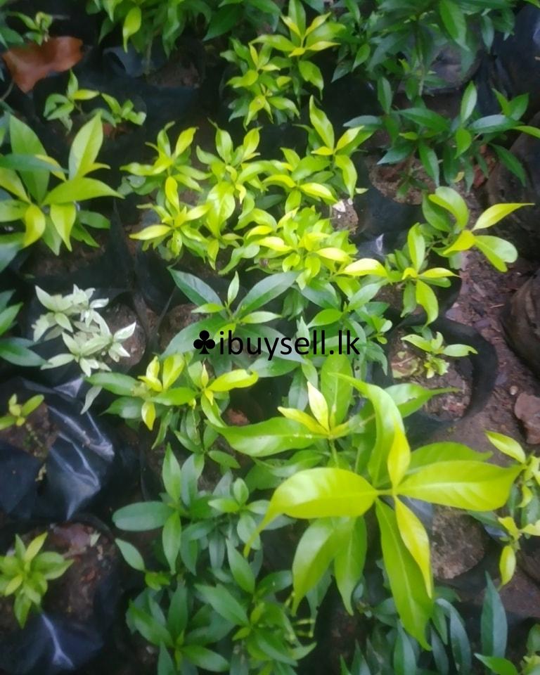 Iwata (Dwaif)For sale