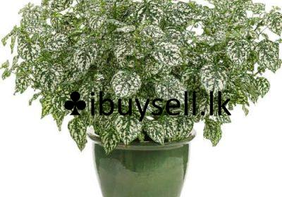 481086491_122219648216203457_3807906349647746429_n