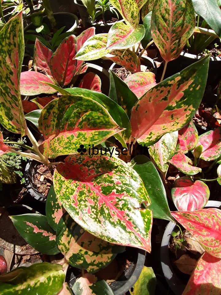 Plant Aglonima For Sale!