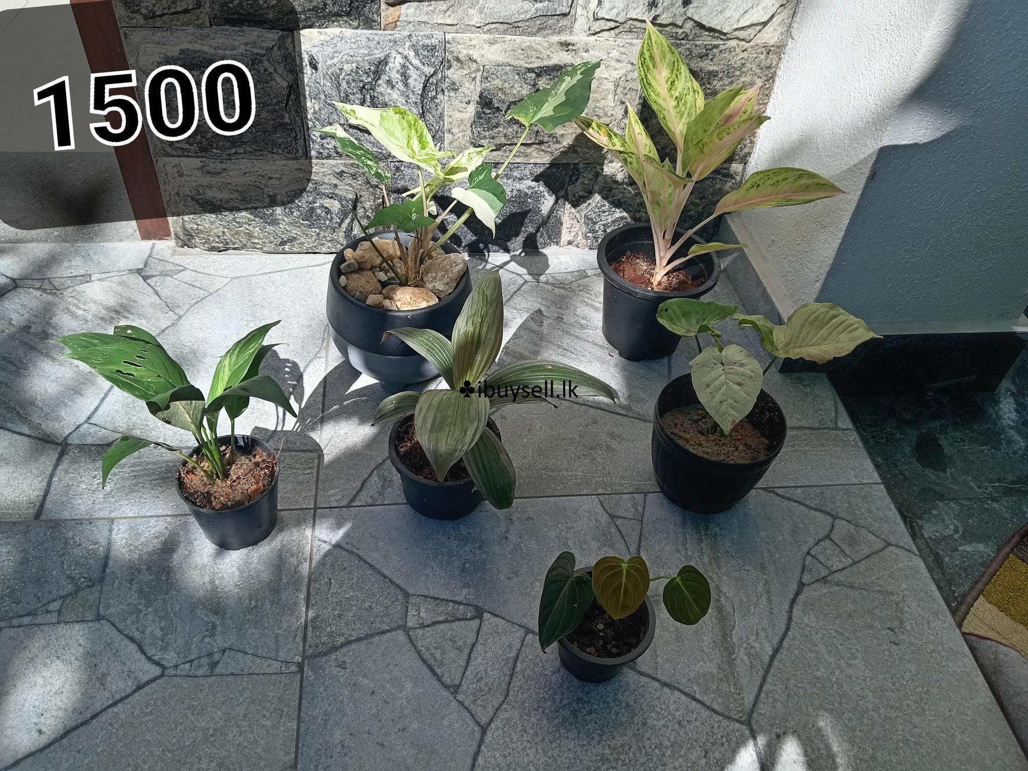 indoor and outdoor plants sale