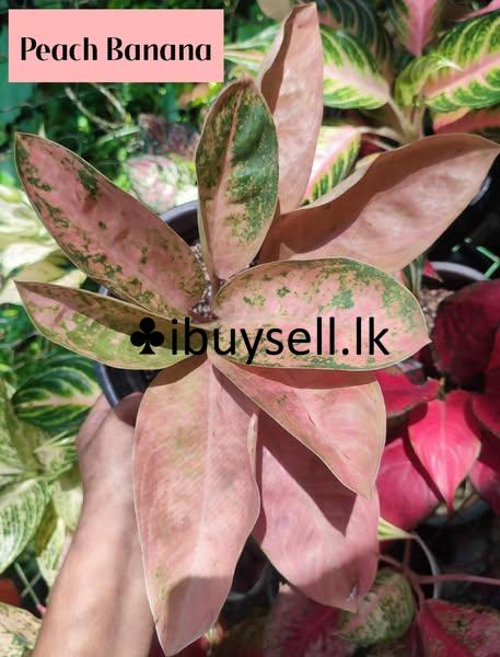 Aglonema Plants for sale!