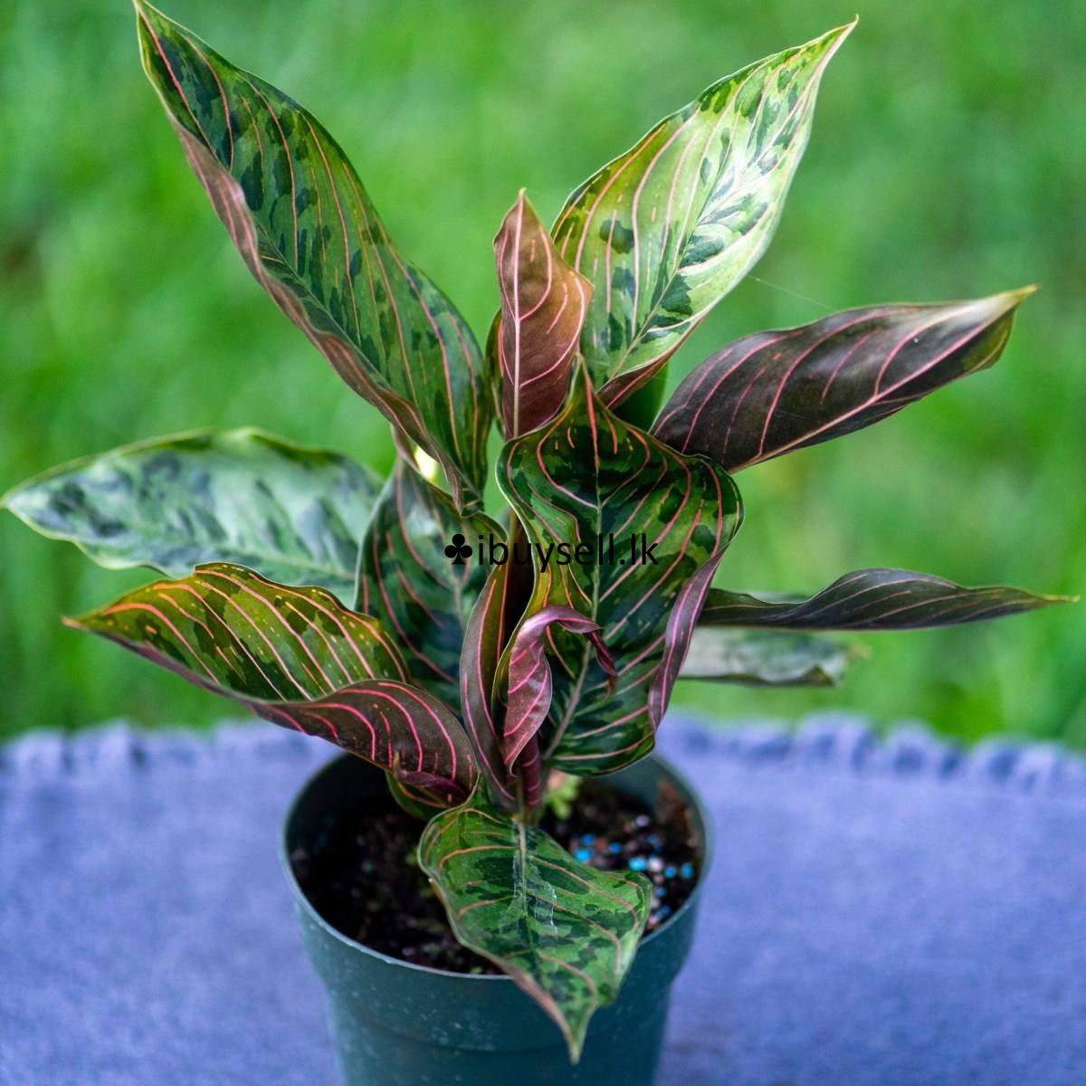 Aglonima red army for sale -Colombo