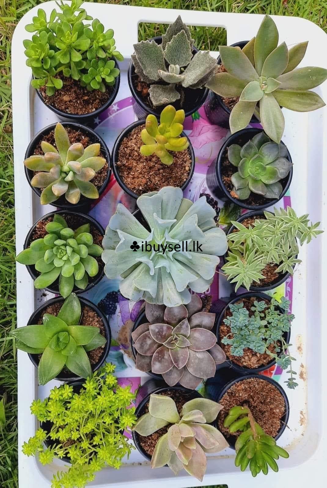 Cerculant Plants for Sale!