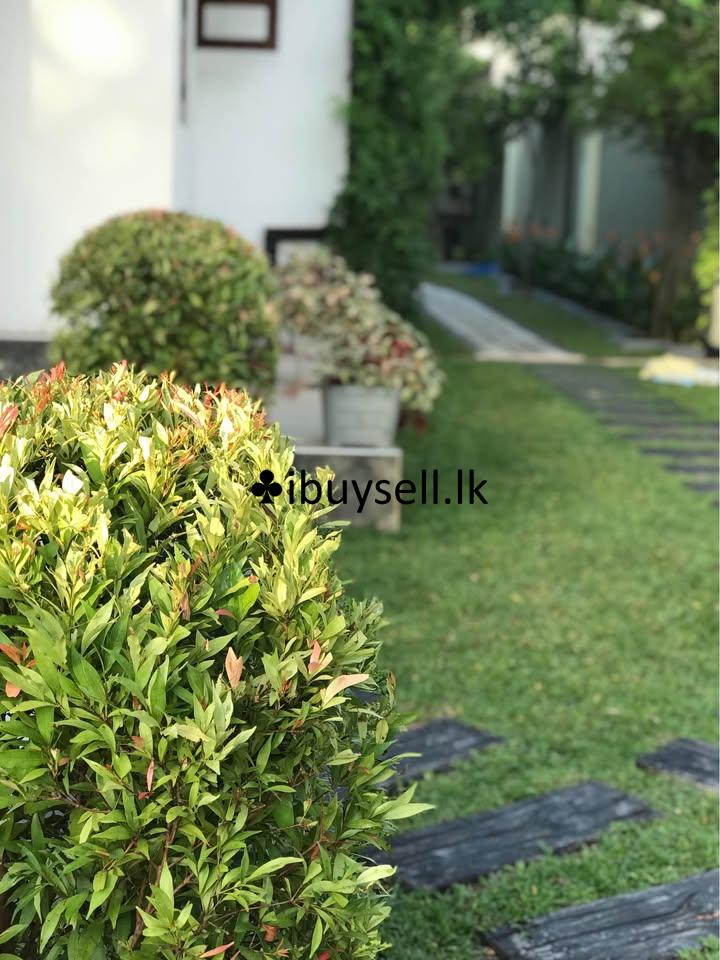 Plant Girl gardening service  and landscaping