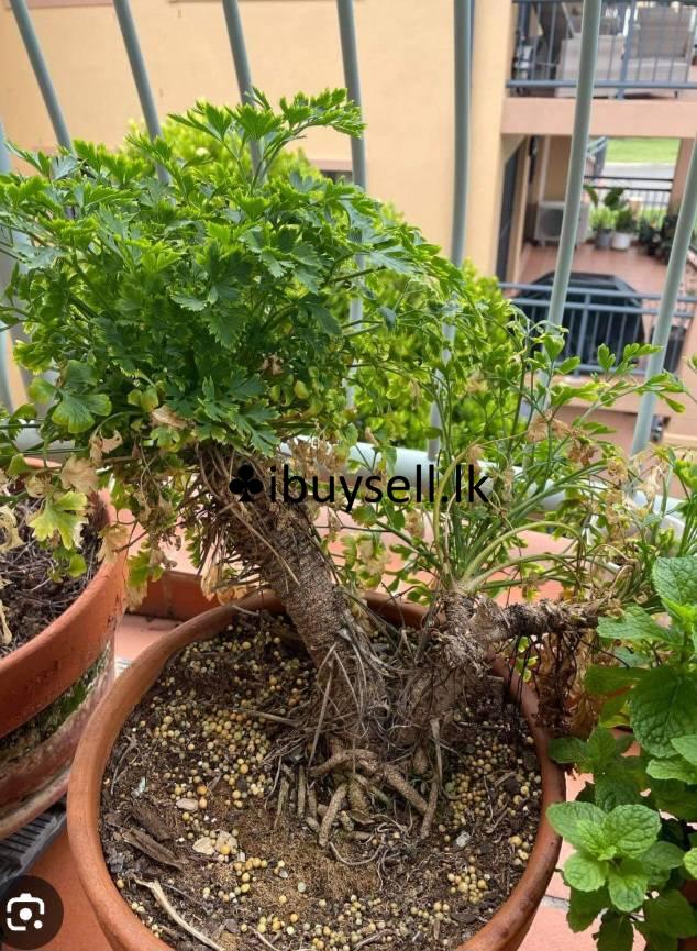 Plant paslies For Sale!