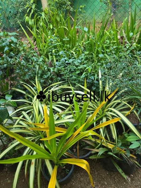 All type Indoor and outdoor Plants for sale