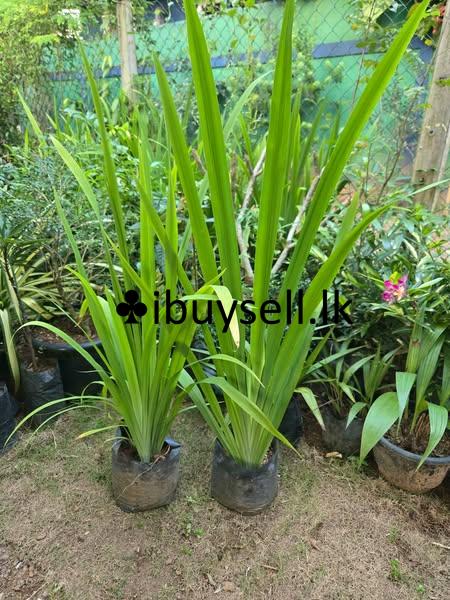All type Indoor and outdoor Plants for sale