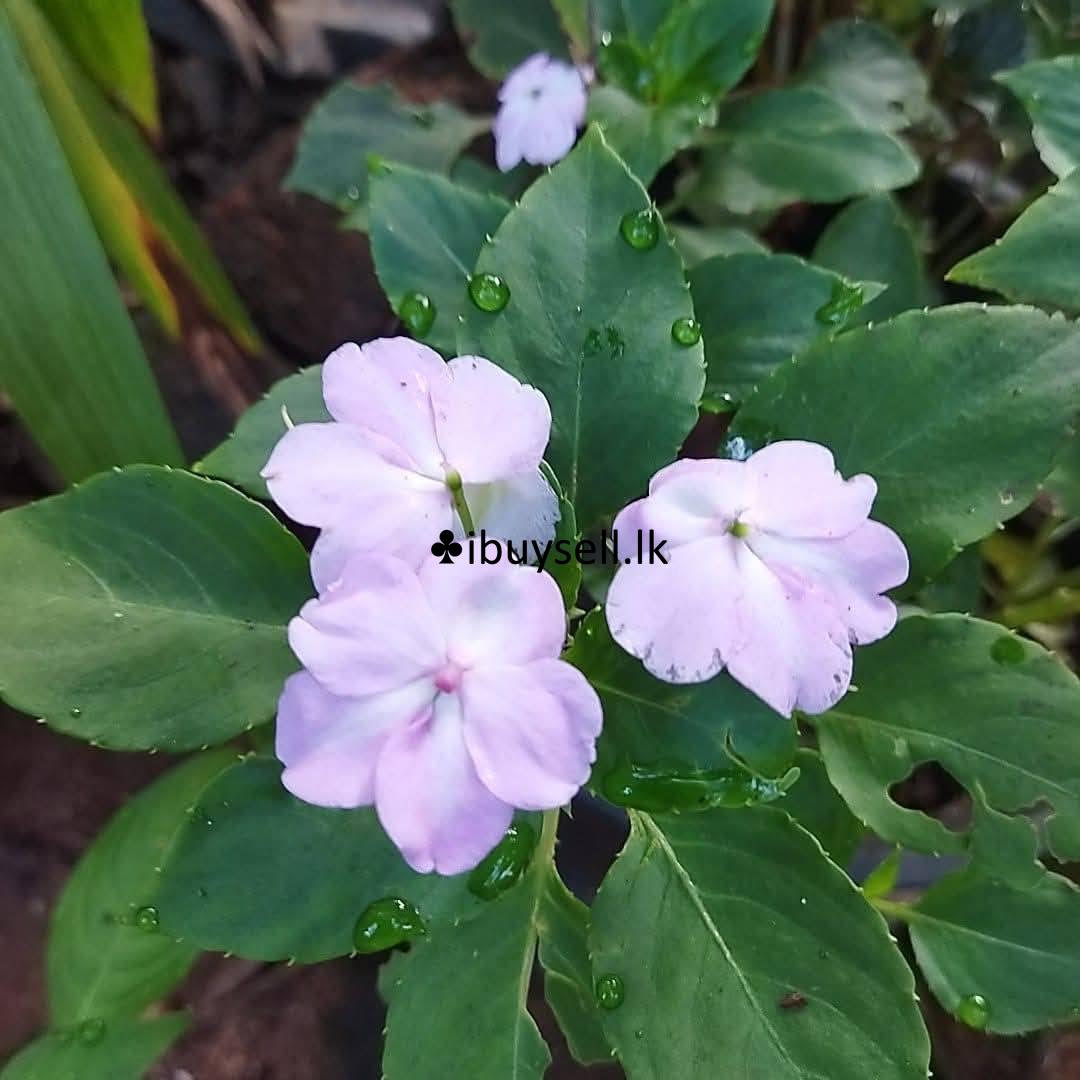 Lice plants for sale – Colombo