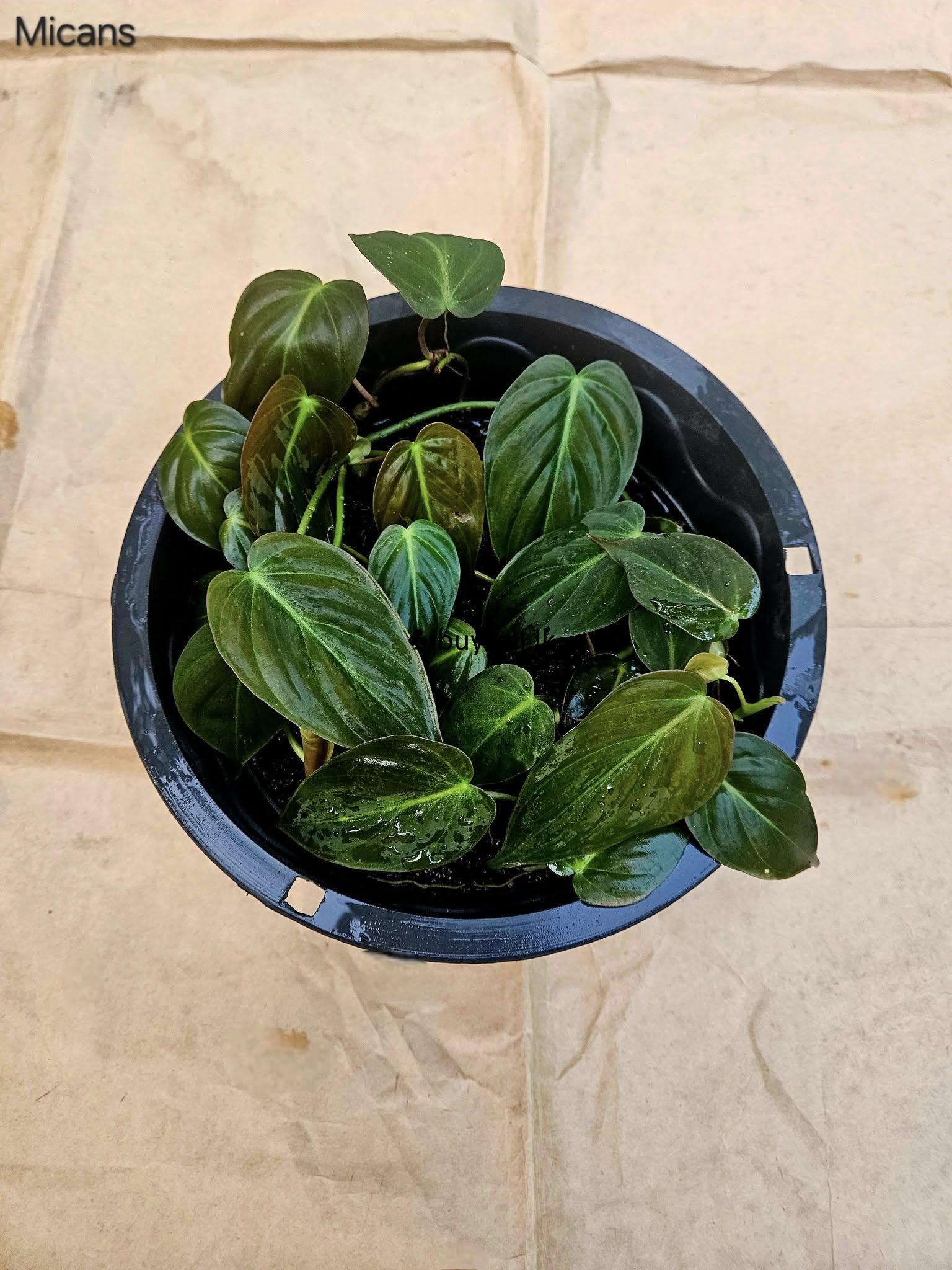 Hanging pot for sale