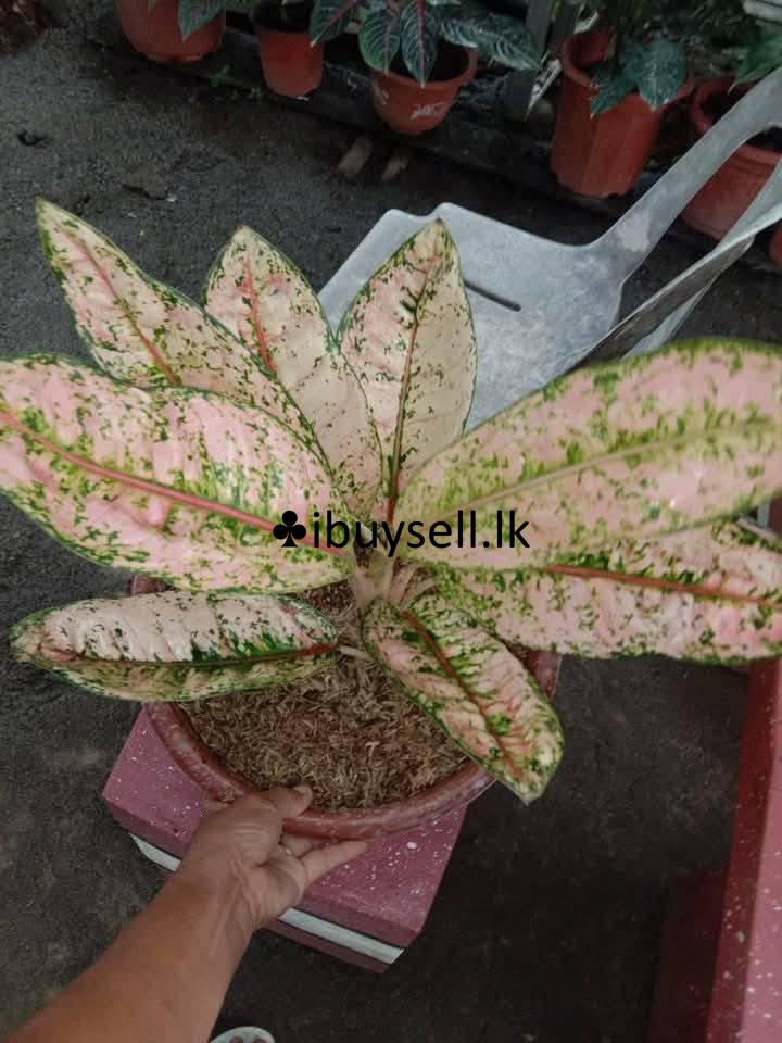 Aglonima package for sale-Colombo