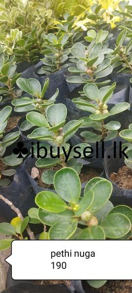 Pethi Nuga Plants for Sale!