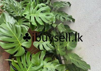 481257472_122100357368791668_5213266803988701420_n