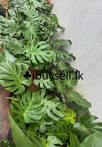 Monstera plants for sale