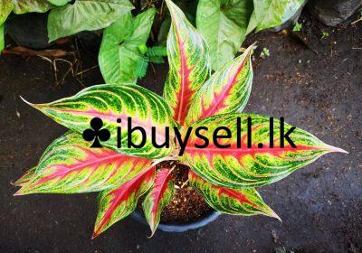 481262257_642046678314055_5273461930431478844_n-1