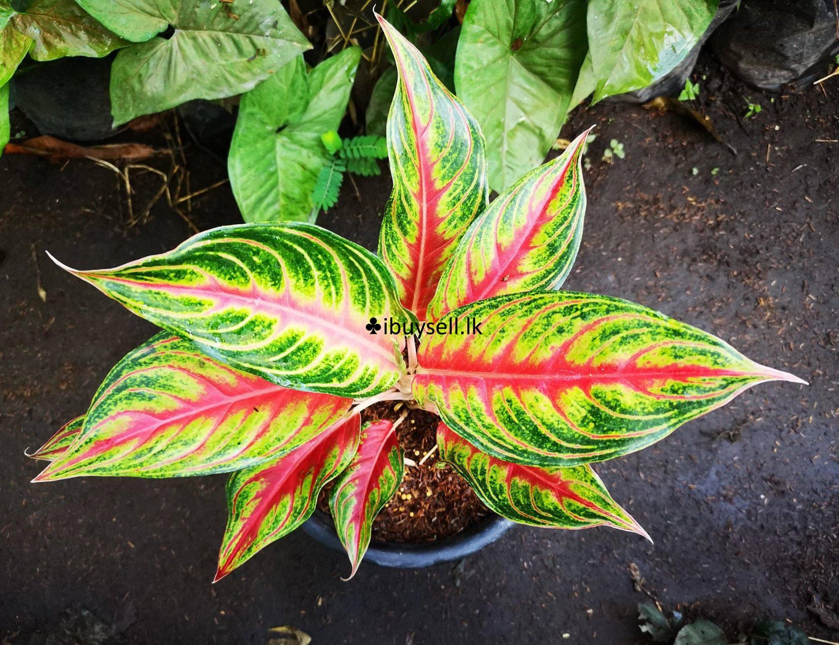 Aglonima package for sale-Colombo