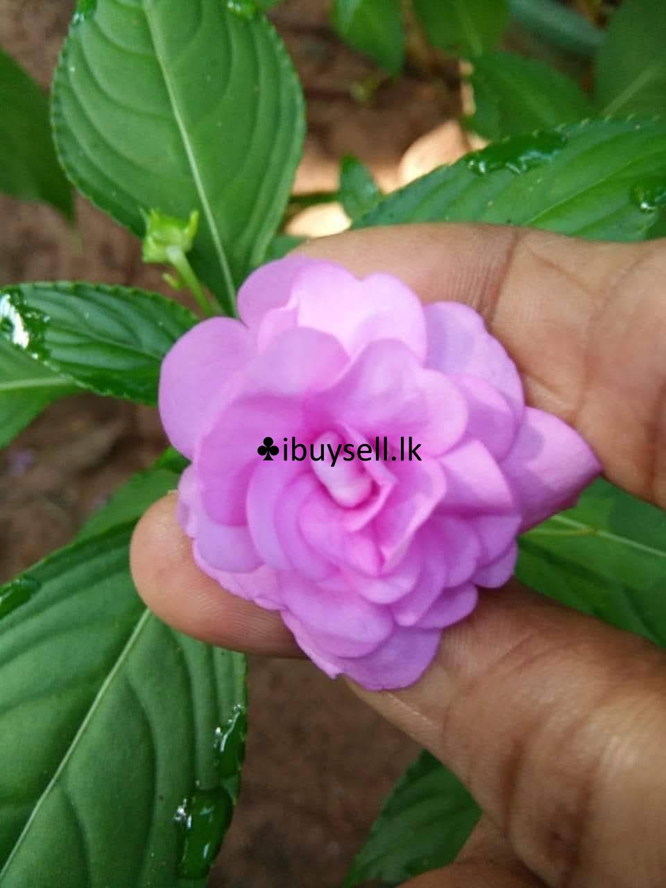 Lice plants for sale – Colombo