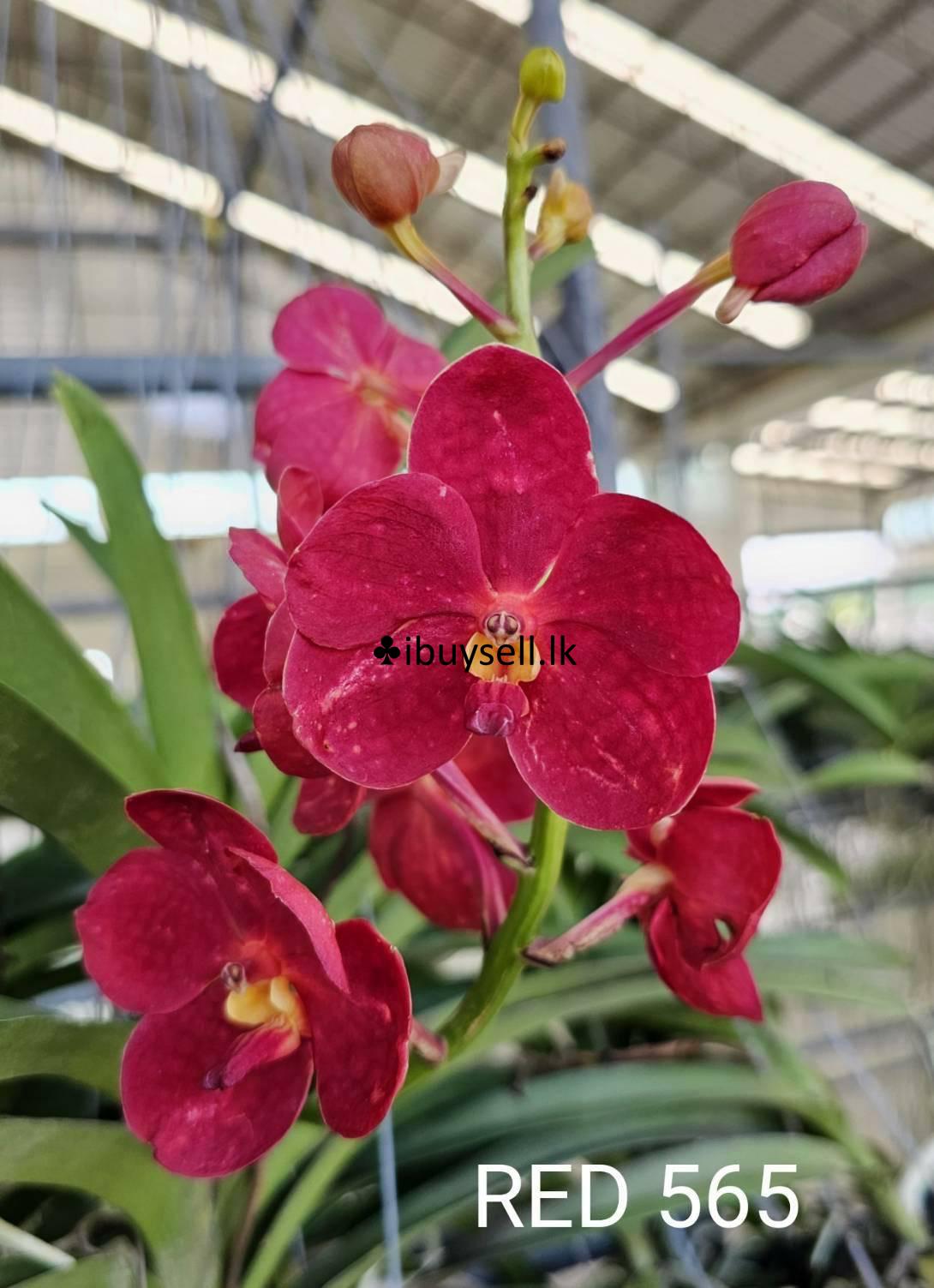 Vanda with buds for sale