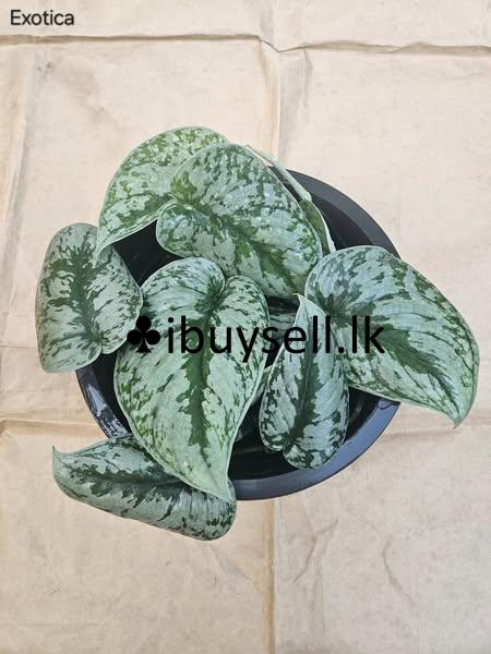 Hanging pot for sale