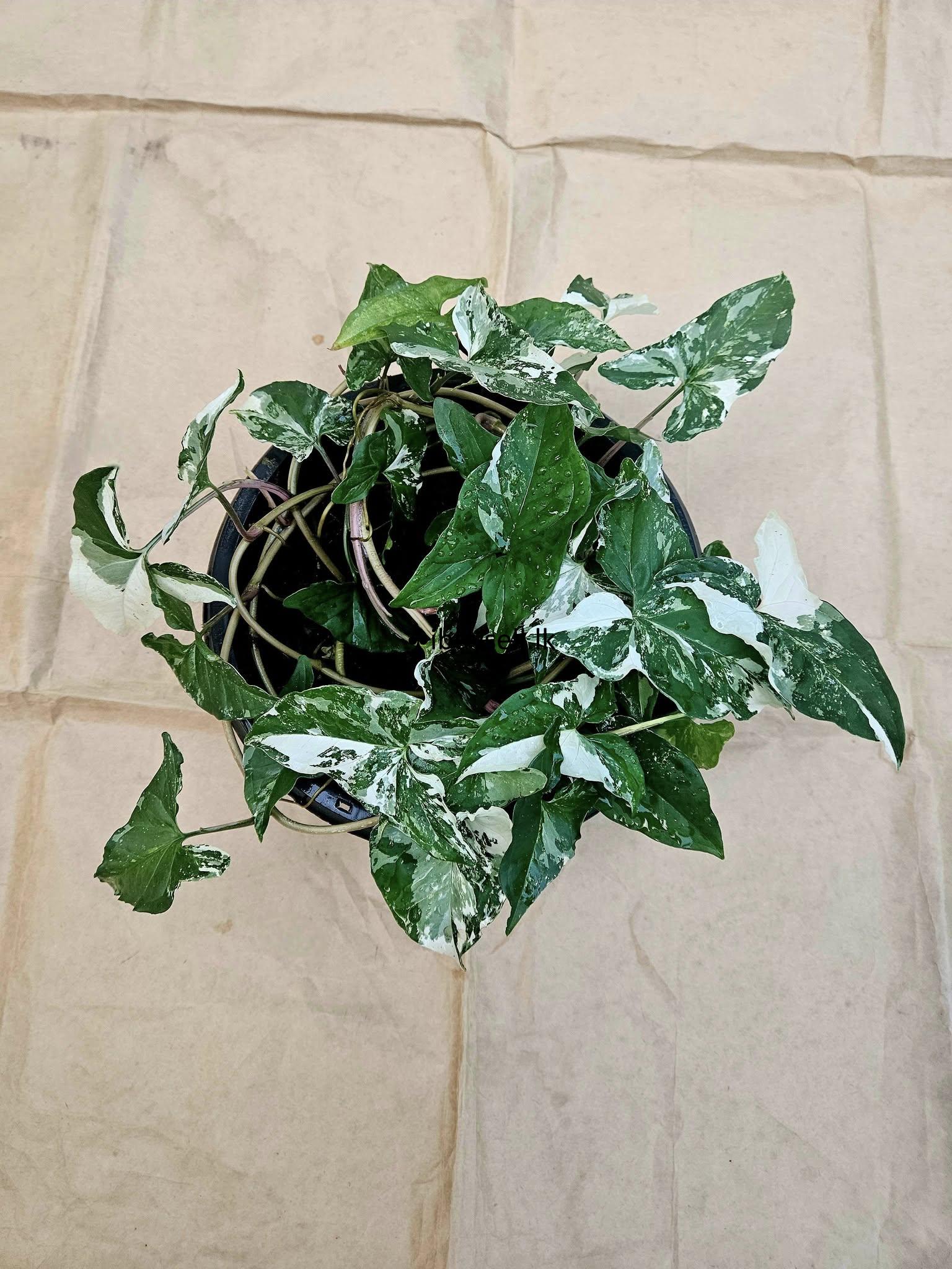 Hanging pot for sale