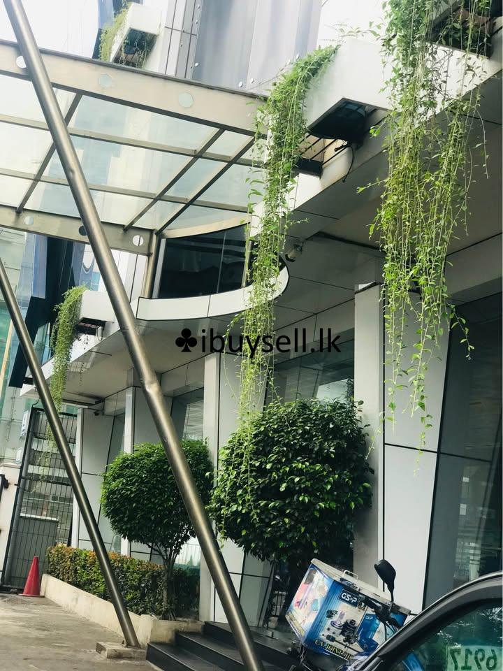 Plant Girl gardening service  and landscaping