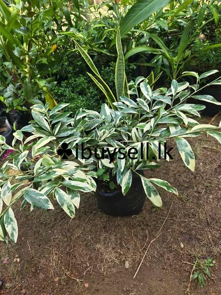 All type Indoor and outdoor Plants for sale