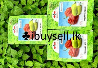 481299814_1080879597409583_3466694310415604987_n