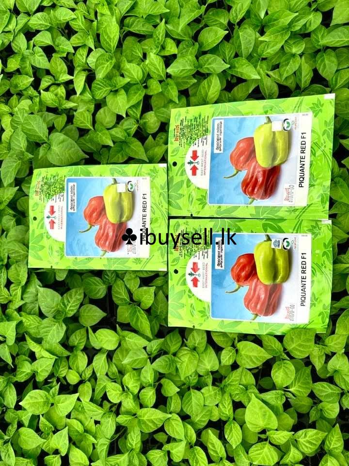 Plant  FOR SALE -Colombo