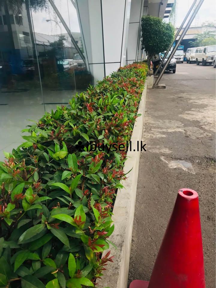 Plant Girl gardening service  and landscaping