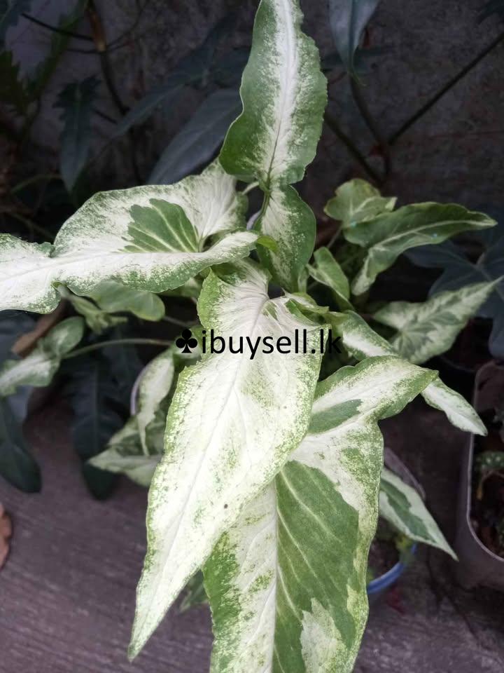 Sengoniyam Vericated for Sale!