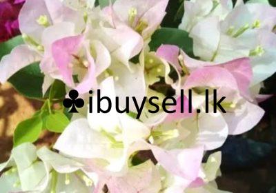 481312929_1653017226095143_2833308875921346615_n