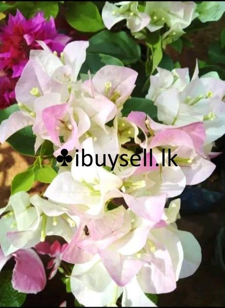 Boganwila Planst For Sale!