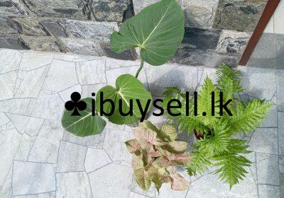 481316071_122210260364166902_4340018806186400928_n