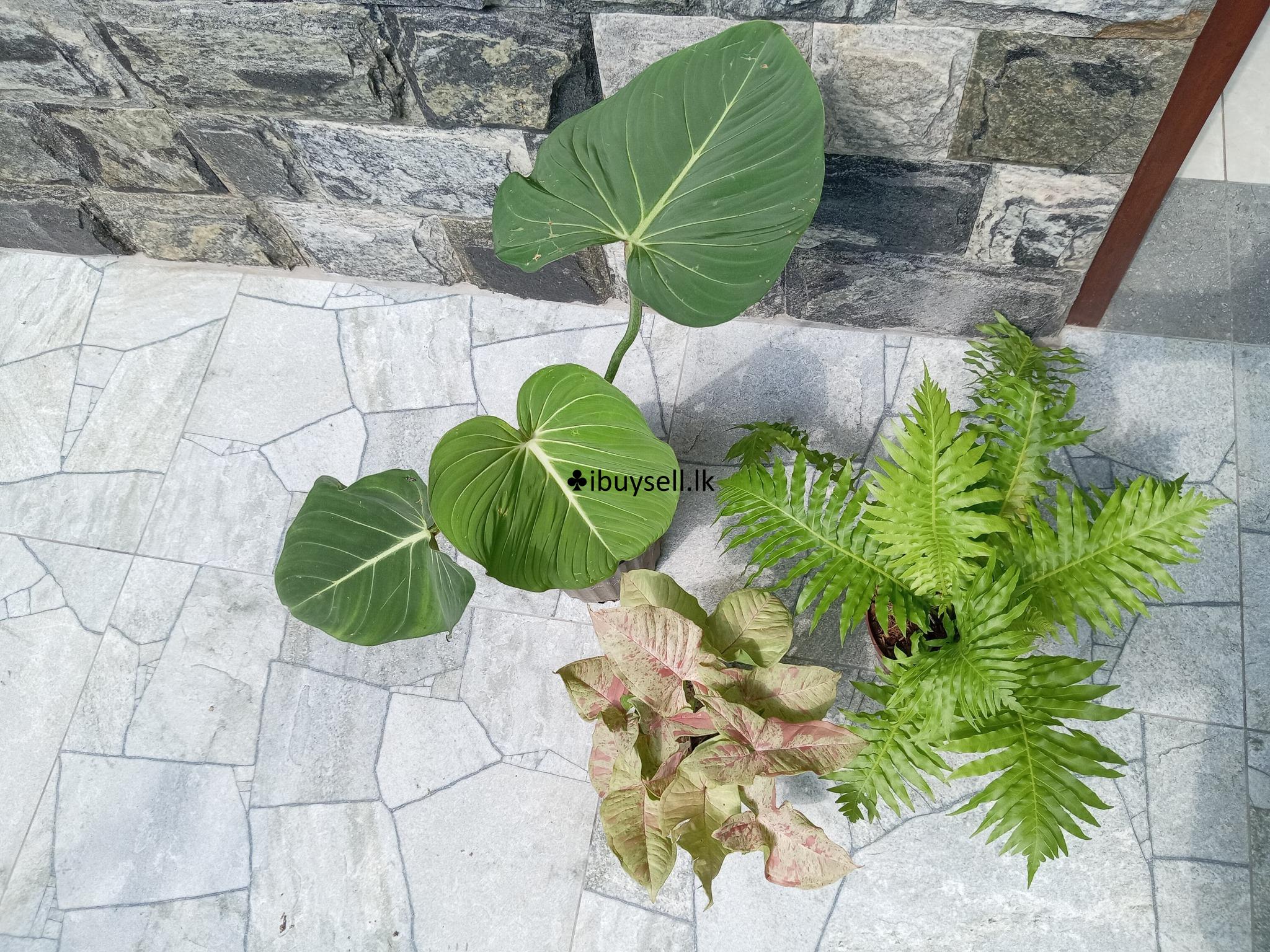 Indoor and Outdoor plants sale