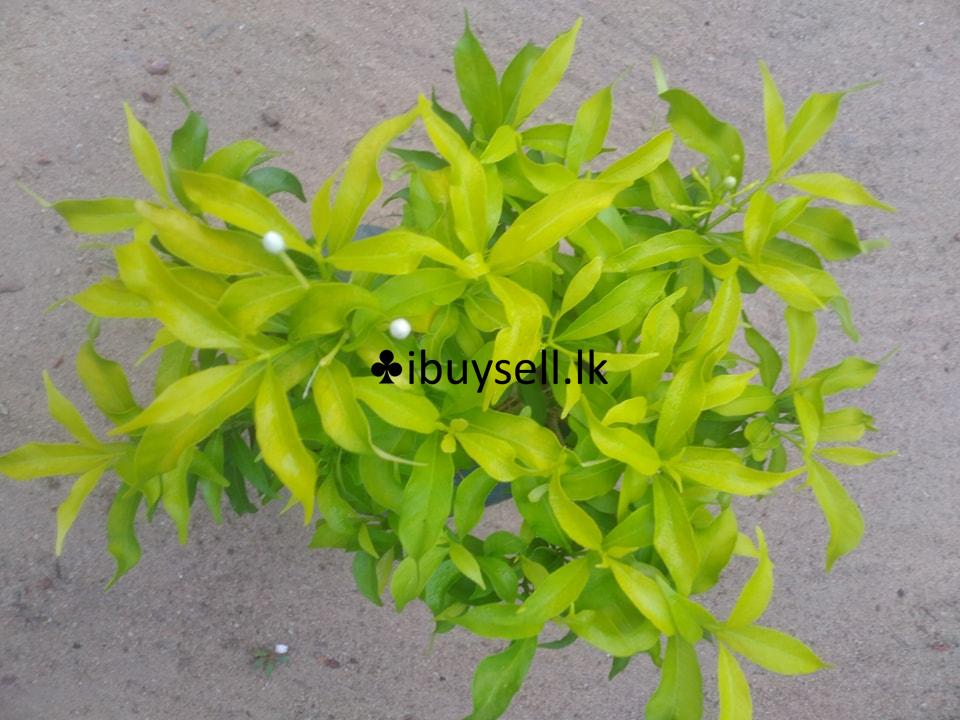 Iwata (Dwaif)For sale