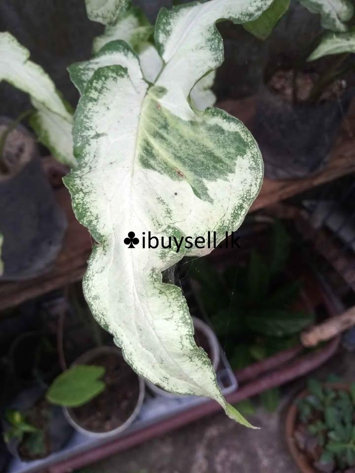 Sengoniyam Vericated for Sale!