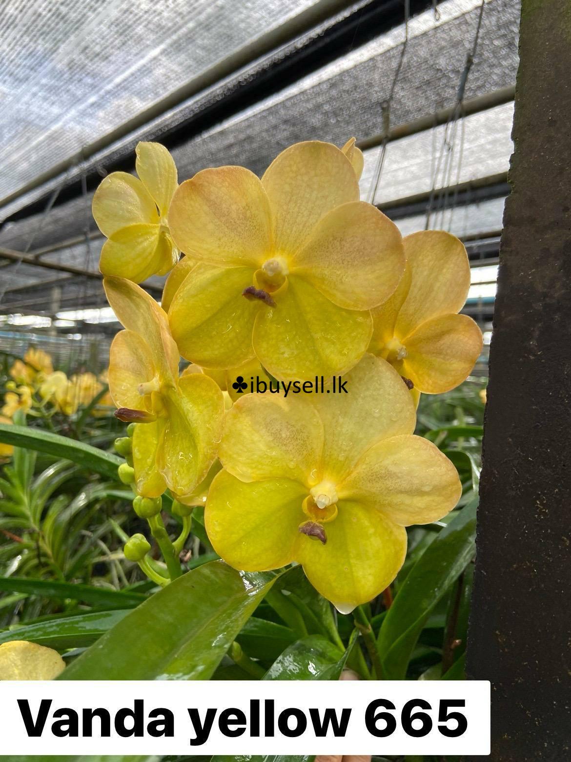 Vanda with buds for sale