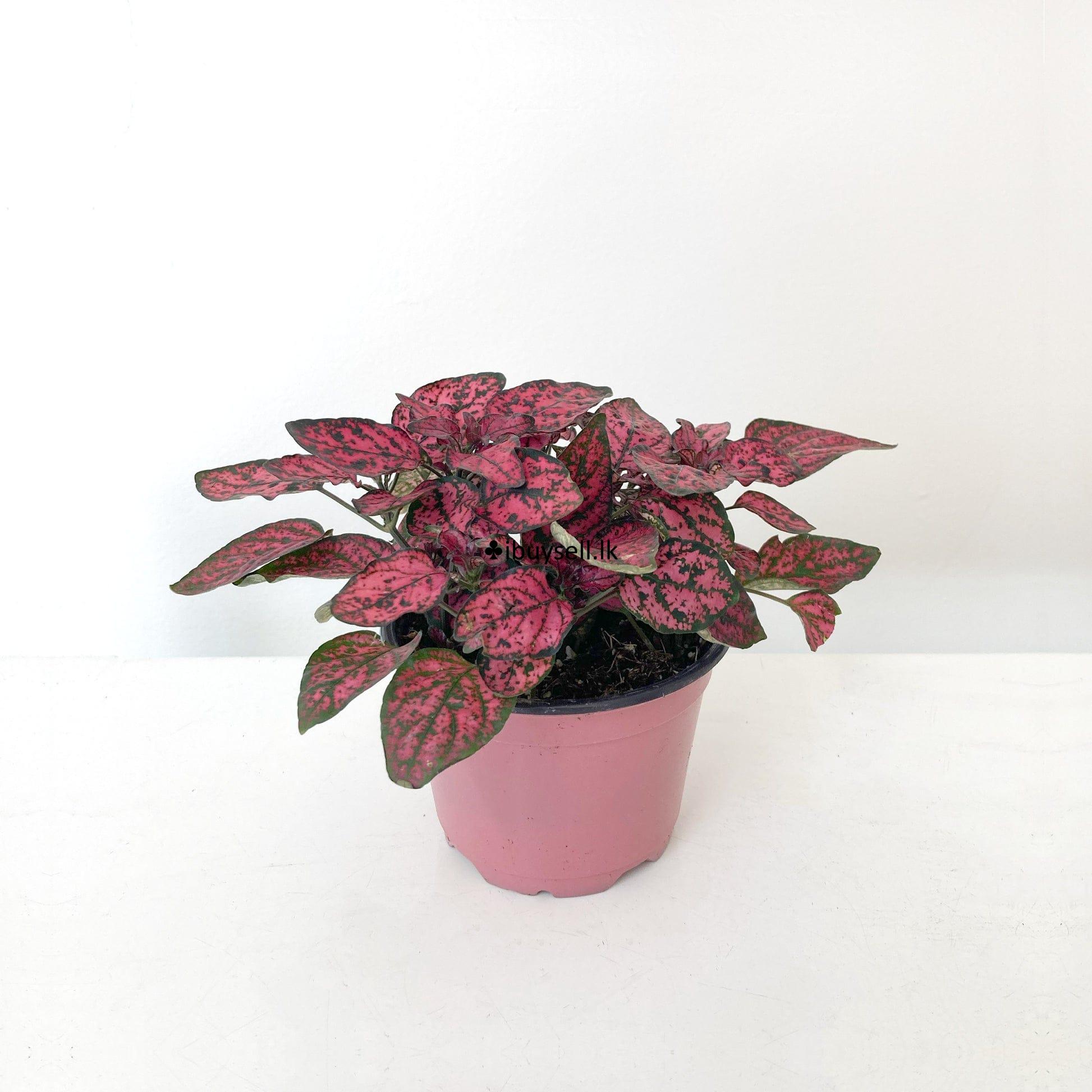 Polka Dot Plants For Sale!