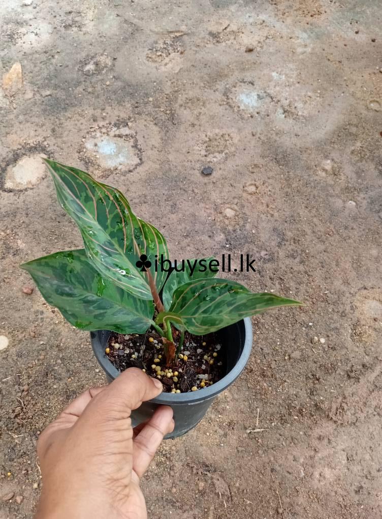 Aglonima red army for sale -Colombo