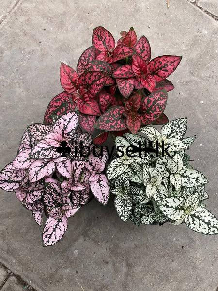 Polka Dot Plants For Sale!